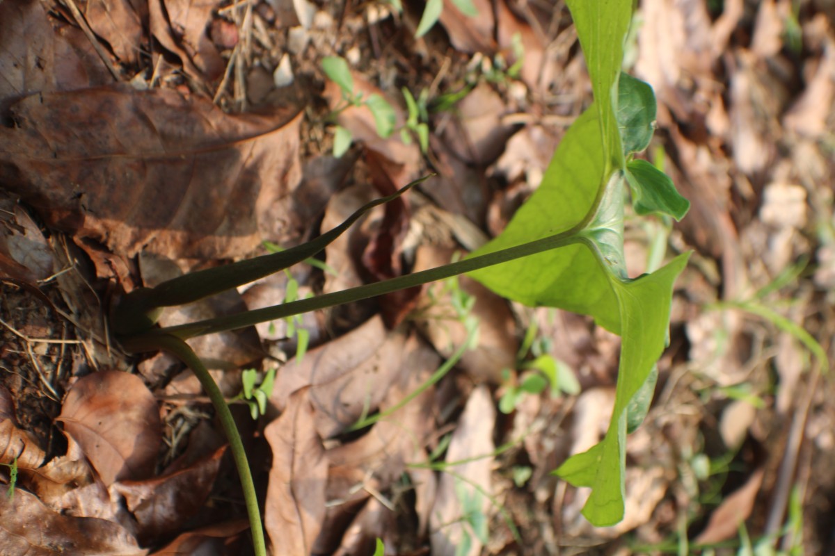 Typhonium trilobatum (L.) Schott